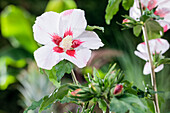 Hibiscus syriacus, weiß-rot