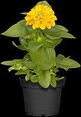 Zinnia elegans, gelb