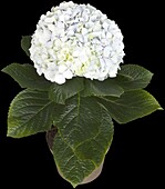 Hydrangea