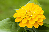 Zinnia elegans, yellow