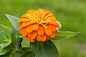 Zinnia elegans