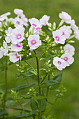 Phlox paniculata