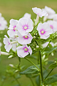 Phlox paniculata