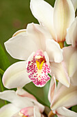 Cymbidium