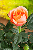 Miniature rose, orange