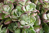 Sedum cauticola