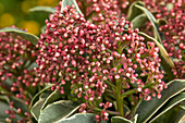 Skimmia japonica 'Mystic Marlot'