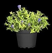 Gentiana scabra 'Bella Blue'®