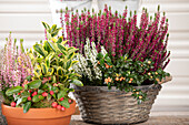 Calluna Beauty Ladies® 'Longlife'