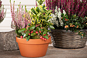 Clay bowl with 3 autumn plants