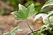 Hedera helix, grün-weiß