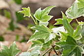 Hedera helix, grün-weiß