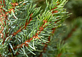 Picea glauca 'Sander´s Blue'