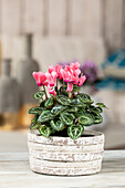 Cyclamen persicum, pink