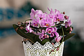 Phalaenopsis