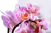 Phalaenopsis, pink