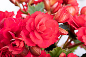 Begonia elatior 'Grace'®