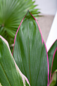 Cordyline fruticosa