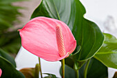 Anthurium x andreanum, pink