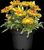 Gazania