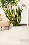 Sansevieria