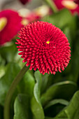 Bellis perennis, red