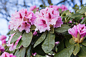 Rhododendron, pink