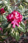 Rhododendron 'President Roosevelt