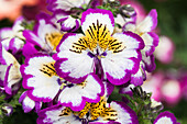 Schizanthus wisetonensis