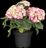 Hydrangea macrophylla, rosa