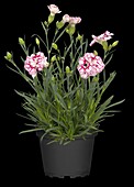 Dianthus 'Capitán'®