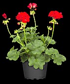 Pelargonium zonale, red