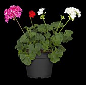 Pelargonium zonale 'Trio'