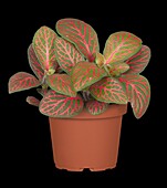 Fittonia verschaffeltii