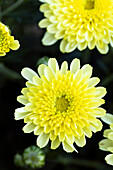 Chrysanthemum hortorum 'Bravo'