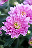 Chrysanthemum indicum 'Mini Mums Trio'