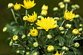 Chrysanthemum indicum double, yellow
