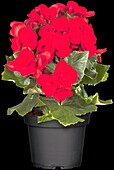 Begonia elatior, red