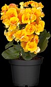 Begonia elatior, yellow