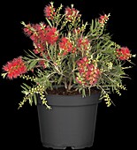 Callistemon 'Masotti