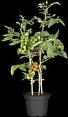 Solanum lycopersicum var. cerasiforme 'Berry'