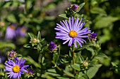 Aster amellus 'Starry globe