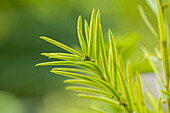 Taxus baccata 'Aurea'