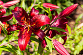 Lilium 'Salinas