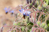 Borago officinalis