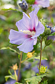 Hibiscus syriacus, blue