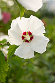 Hibiscus syriacus 'Red Heart', blue