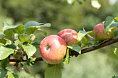 Malus domestica 'Landsberger Renette'