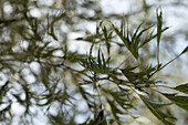 Alnus glutinosa 'Imperialis'