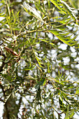 Alnus glutinosa 'Imperialis'